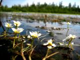 Ranunculus subrigidus. Цветущее растение. Республика Саха (Якутия), Томпонский р-н, окр. села Кескил. 25.07.2010.