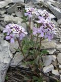 Iberis simplex. Цветущее растение. Крым, окр. с. Терновка. 9 мая 2009 г.