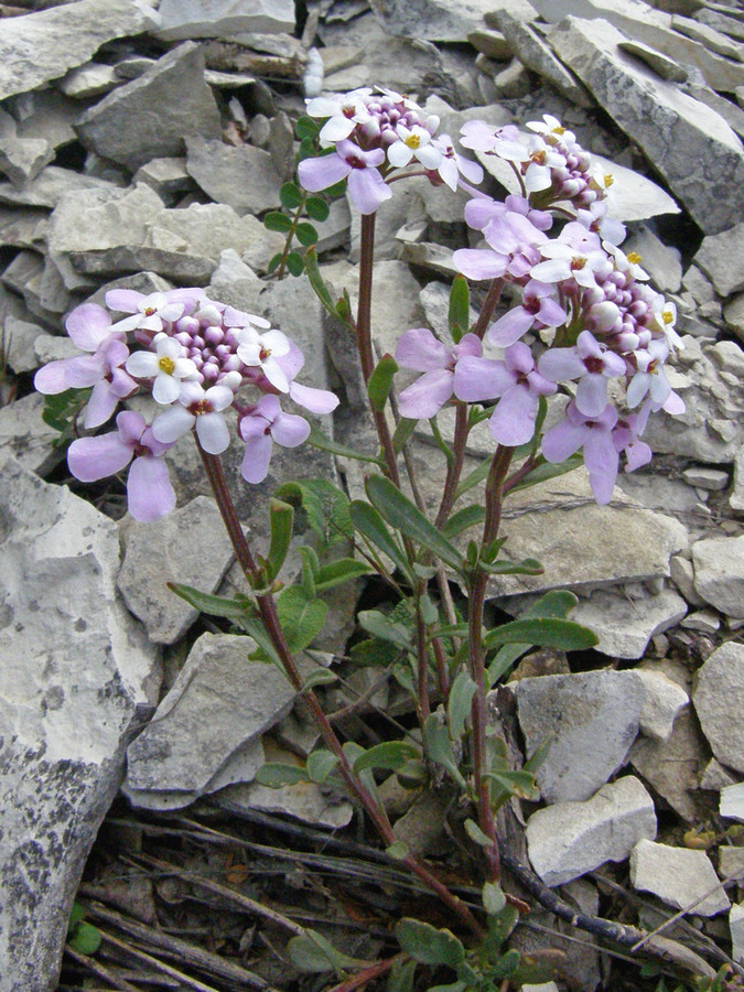 Изображение особи Iberis simplex.