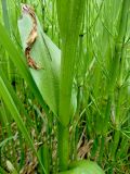 Dactylorhiza incarnata