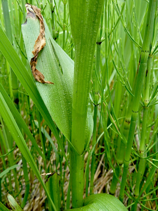 Изображение особи Dactylorhiza incarnata.