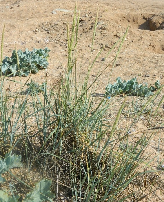 Изображение особи Leymus racemosus ssp. sabulosus.