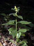 Solidago virgaurea