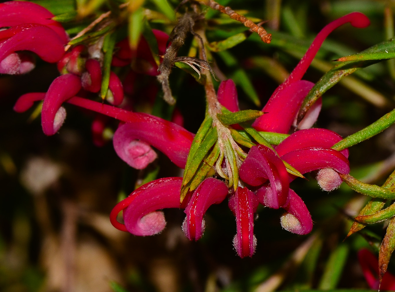 Изображение особи Grevillea rosmarinifolia.