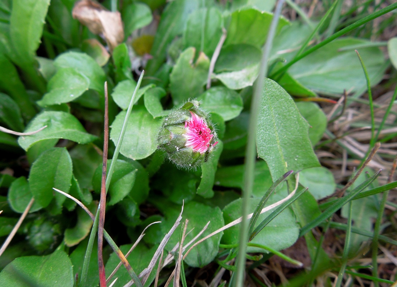 Изображение особи Bellis perennis.