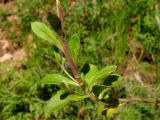 Polygala wolfgangiana