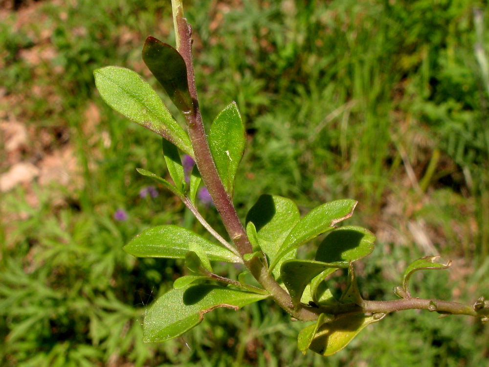 Изображение особи Polygala wolfgangiana.