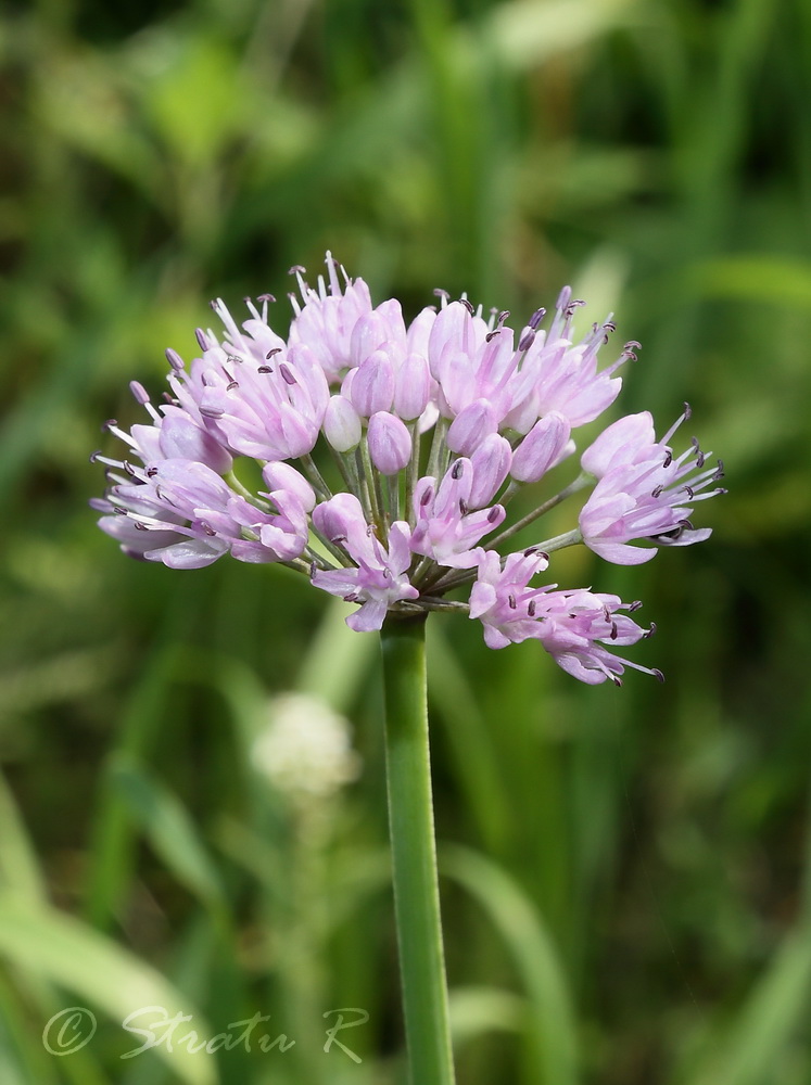 Image of Allium lusitanicum specimen.