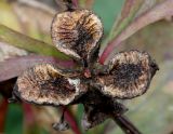 Paeonia mlokosewitschii. Вскрывшийся плод. Германия, г. Дюссельдорф, Ботанический сад университета. 05.09.2014.