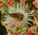 Mesembryanthemum crystallinum