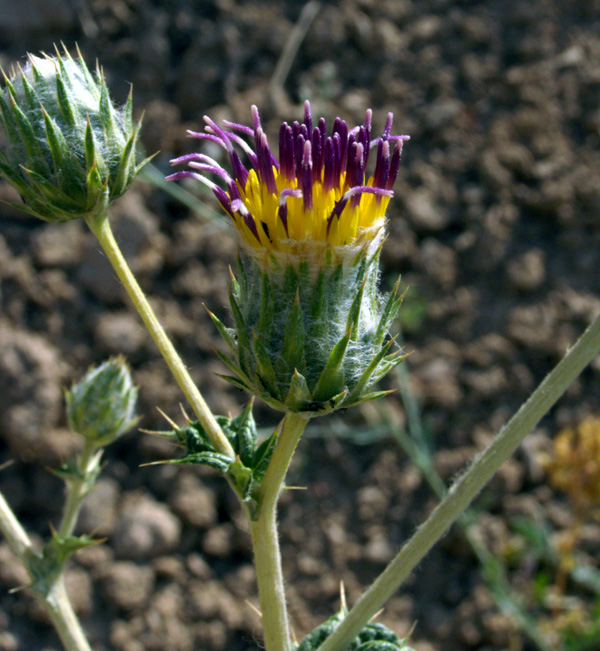 Image of Cousinia vicaria specimen.