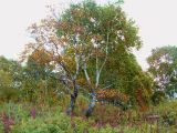 Betula ermanii. Одиночно растущие деревья. Камчатский край, Елизовский р-н.