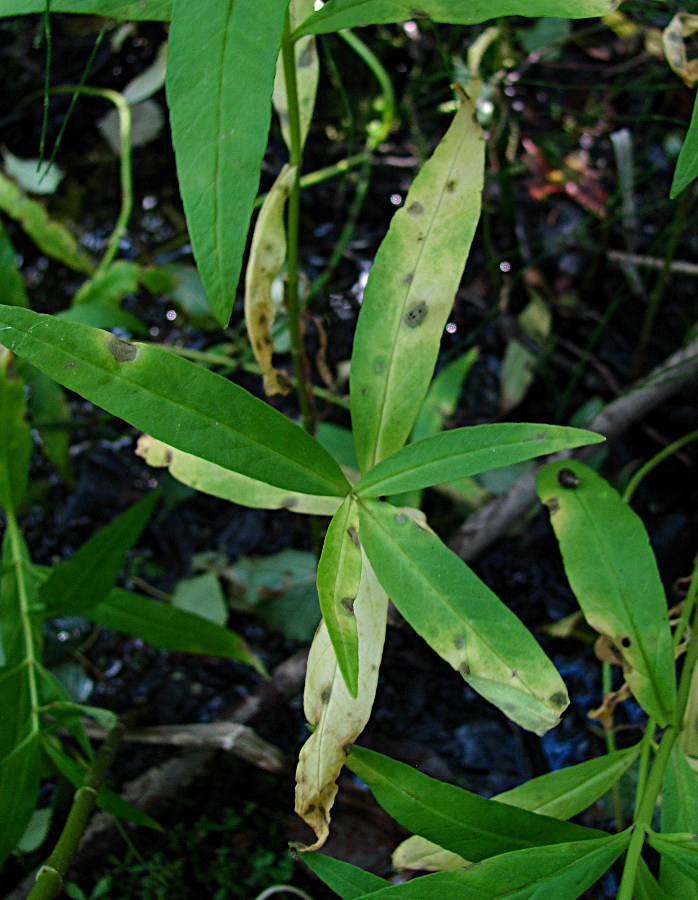 Изображение особи Naumburgia thyrsiflora.