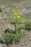 Ferula tenuisecta. Цветущее растение. Южный Казахстан, хр. Сырдарьинский Каратау, ущ. Еликсай. 02.05.2014.