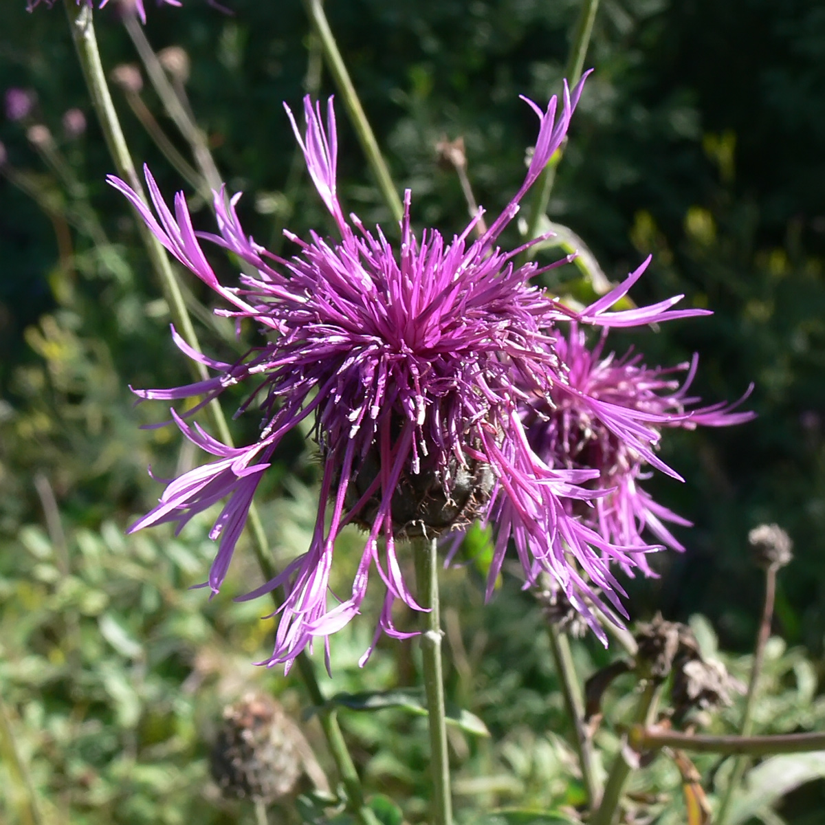 Image of Centaurea scabiosa specimen.