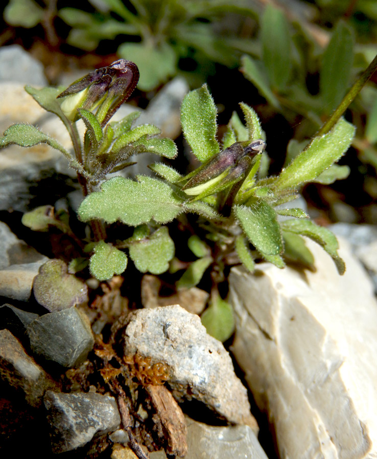 Изображение особи Viola hymettia.