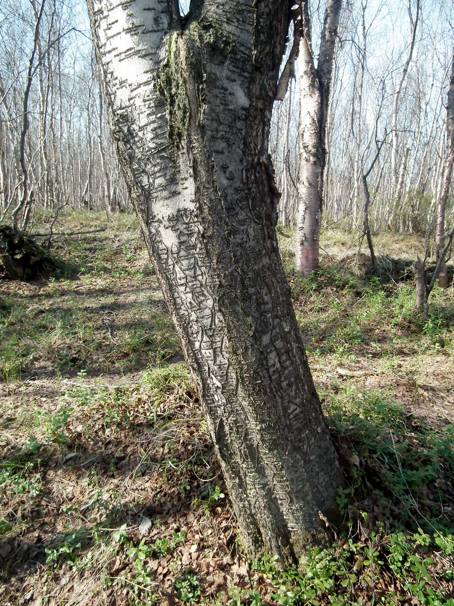 Изображение особи Sorbus aucuparia.