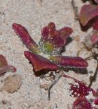 Mesembryanthemum crystallinum