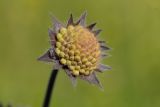 Knautia arvensis