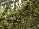 род Lobaria. Слоевища на ветви Erica arborea. Испания, Канарские о-ва, Тенерифе, горный массив Анага, окр. населённого пункта El Bailadero, облачный лес. 8 марта 2008 г.