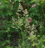 Poa angustifolia. Верхушки цветущих растений. Иркутская обл., Иркутский р-н, окр. дер. Жердовка, между грунтовой дорогой и зарослями кустарников Rosa и Spiraea. 16.06.2016.