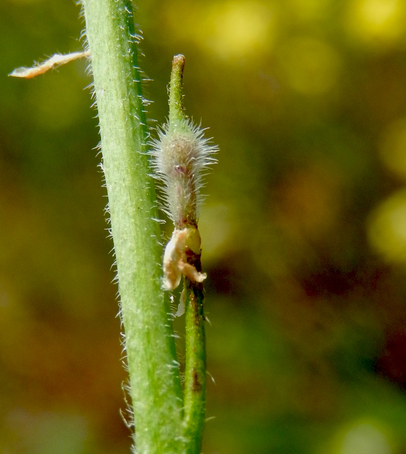 Изображение особи Rapistrum rugosum.