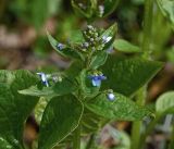 Brunnera sibirica