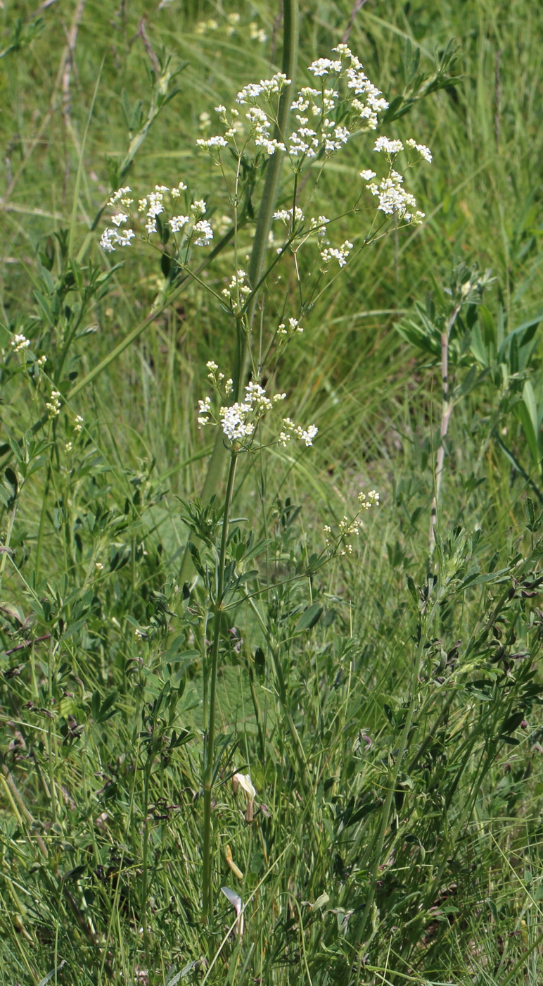 Изображение особи Galium octonarium.