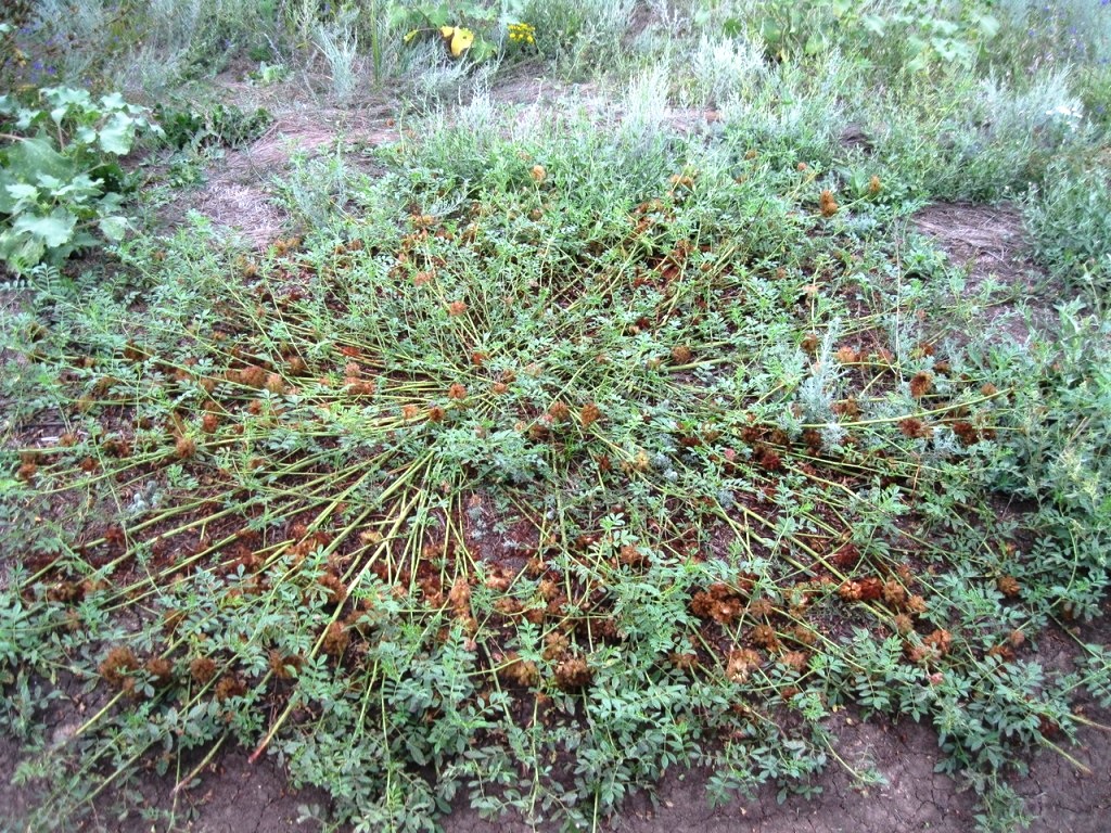 Изображение особи Glycyrrhiza echinata.