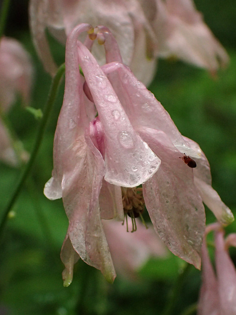 Изображение особи Aquilegia vulgaris.