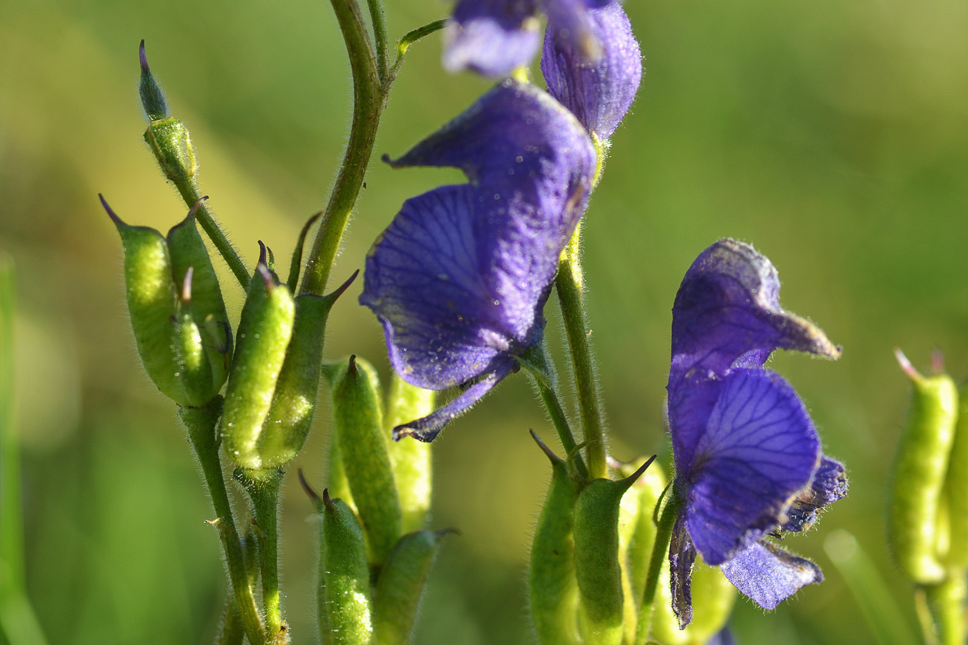 Изображение особи Aconitum soongaricum.