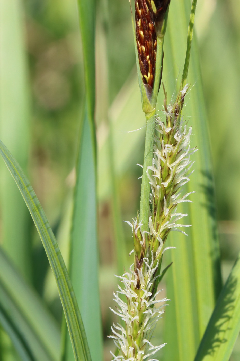 Изображение особи Carex riparia.