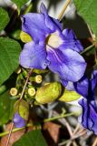 Thunbergia laurifolia