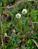 Trifolium montanum