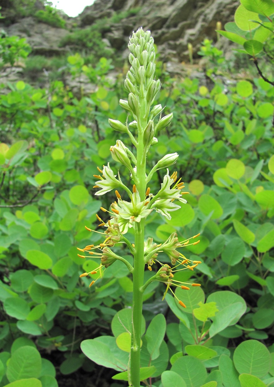 Изображение особи Eremurus spectabilis.