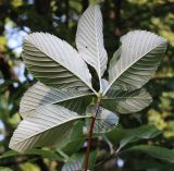 Sorbus graeca. Верхушка ветви (видна абаксиальная поверхность листьев). Санкт-Петербург, ботанический сад БИН РАН, в культуре. 17.08.2018.