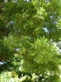Afrocarpus falcatus