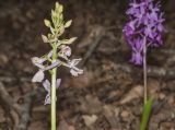 Orchis mascula