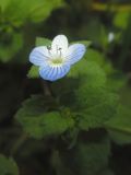 Veronica filiformis