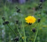 Sonchus arvensis ssp. uliginosus