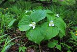 Trillium × komarovii