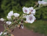 Althaea officinalis. Верхушка цветущего побега. Санкт-Петербург, Ботанический сад БИН РАН, альпийская горка, в культуре. 09.09.2020.