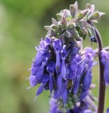 Salvia nutans