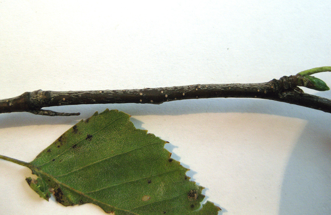 Изображение особи Betula obscura.
