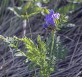 Astragalus danicus