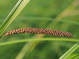 Carex acuta