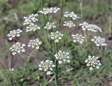 Astrodaucus orientalis. Соцветие. Дагестан, Унцукульский р-н, окр. с. Майданское, сланцевая осыпь. 14 июня 2021 г.