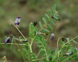 Astragalus guttatus