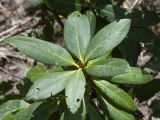 Rhododendron caucasicum. Верхушка побега. Северная Осетия, Ирафский р-н, западный склон горы Кубус, около 2000 м н.у.м, сосновый лес. 03.05.2022.