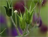 Aquilegia vulgaris